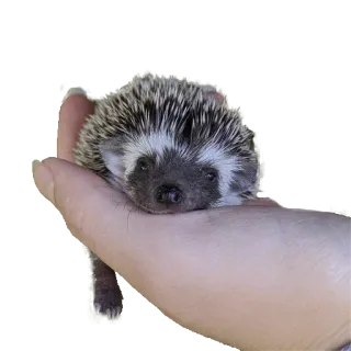 🥺 hedgehog, animal, cute, pet, small, hand, wildlife telegram sticker