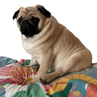 🥔 pies, mops, zwierzę, zwierzak telegram sticker