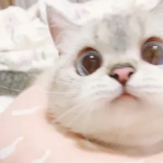 🐈 猫, 動物, 可愛い, ペット, 子猫 whatsapp sticker