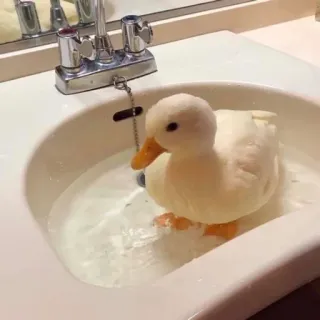 🛁 duck, sink, water, cute, bird whatsapp sticker