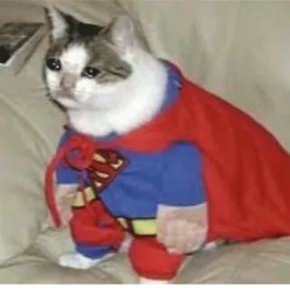 😭 Superman kucing, superhero, superman, hewan peliharaan, binatang, lucu, jubah telegram sticker