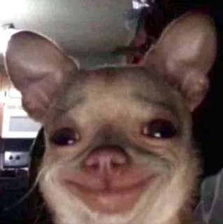 🫠 chien, chihuahua, animal, animal de compagnie, mème, drôle telegram sticker