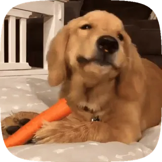 🐶 cane, animale domestico, carota, golden retriever, animale, carino telegram sticker