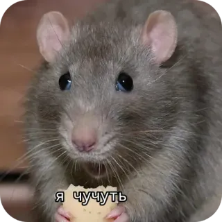 😁 Я чутьчуть rat, cheese, animal, cute, meme, rodent telegram sticker