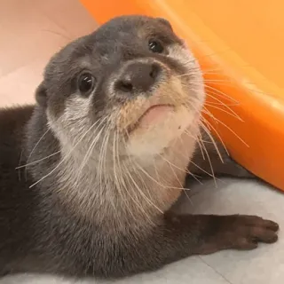 😩 loutre, animal, mignon, faune sauvage, mammifère, animal aquatique telegram sticker