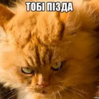 😡 ТОБІ ПІЗДА gatto, offensivo, adesivo, animale whatsapp sticker