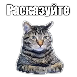 🥸 Расказуйте cat, funny, sticker, meme, russian, talking cat telegram sticker