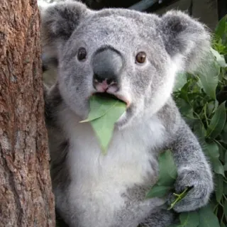 🐨 koala, animal, wildlife, australia, marsupial, cute, leaves, nature telegram sticker