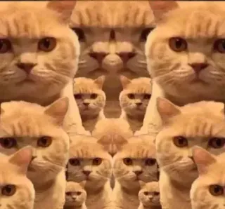 😭 кот, коты, животное, несколько, милый, смешной, мем telegram sticker