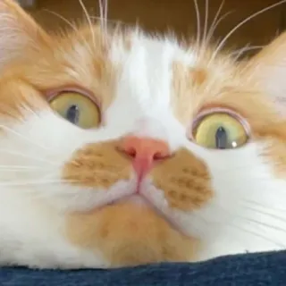 😒 kat, oranje, wit, huisdier kat, zoogdier, dier telegram sticker