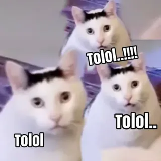 ✨ Tolol
Tolol..
Tolol!!!! cats, funny, meme whatsapp sticker