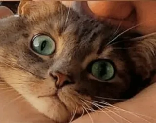 🐱 gato, animal de estimação, animal, fofo, doméstico telegram sticker