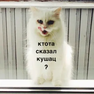 ☺️ ктота сказал кушац ? แมว, ตลก, มีม, สัตว์, แมวขาว, รัสเซีย telegram sticker