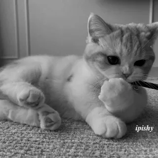 🕸 ipishy 猫, 小猫, 宠物, 动物, 可爱, 顽皮 telegram sticker