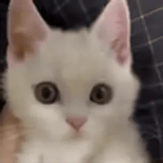 😡