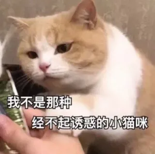 😶 我不是那种经不起诱惑的小猫咪 gato, meme, divertido, animal, lindo telegram sticker