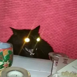 👀 猫, 黑猫, 动物, 宠物, 生气, 万圣节 telegram sticker