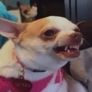 🐕 UU YUU cão, chihuahua, bravo, animal de estimação, animal, dentes telegram sticker
