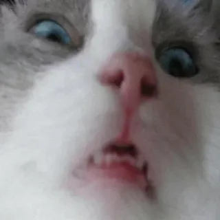 😒 Katze, Tier, Meme, lustig, Haustier, Porträt telegram sticker