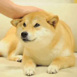 🏷 chó, thú cưng, động vật, shiba inu, dễ thương, chó thú cưng telegram sticker