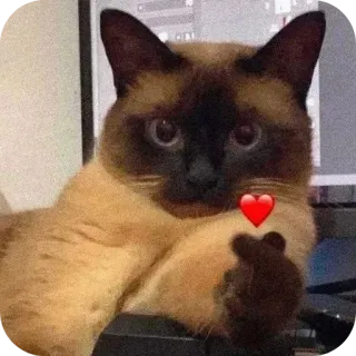 🐱 chat, doigt d'honneur, geste obscène, cœur, animal de compagnie, animal telegram sticker