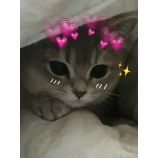 ❣ kucing, anak kucing, hati, lucu, hewan, hewan peliharaan telegram sticker