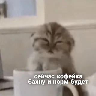 😴 сейчас кофейка бахну и норм будет แมว, กาแฟ, มีม, น่ารัก, รัสเซีย telegram sticker