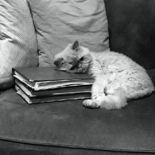 🖇 cat, sleeping, books, couch, animal, pet, domestic cat, relaxing telegram sticker
