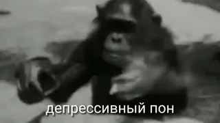 💫 депрессивный пон monyet, kera, depresi, sedih telegram sticker