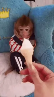 ๐ monkey, ice cream, cute, animal, baby telegram sticker