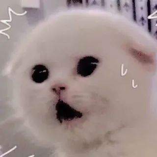 😰 แมว, ลูกแมว, ตกใจ, น่ารัก, แมวขาว, สัตว์ telegram sticker