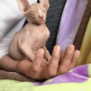 😴 chat, chat sphynx, chat sans poil, animal de compagnie, animal, chaton, main telegram sticker