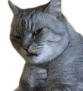 Эти ебучие коты telegram stickers