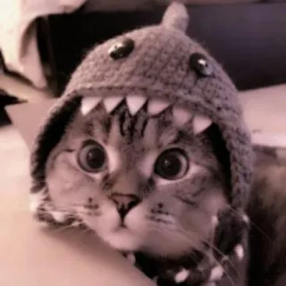 🗯 chat, chaton, requin, chapeau, animal, mignon, animal de compagnie telegram sticker