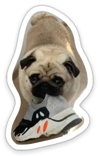 sad_pug_leonid telegram stickers