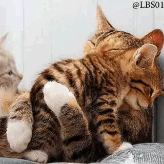 ❤️ @LBS01 cat, kittens, cute, animals, pets, hugging telegram sticker