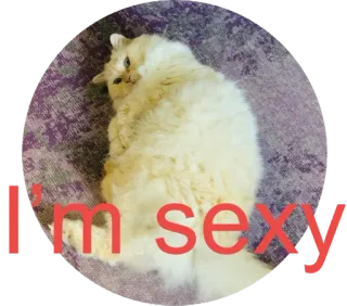 😍 I'm sexy кот, сексуальный, питомец, юмор, животное whatsapp sticker