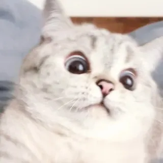 😐 gato, lindo, animal, mascota, gracioso, meme whatsapp sticker