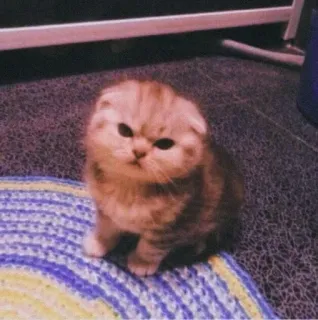 ❤ gatito, gato, scottish fold, lindo, animal, felino whatsapp sticker