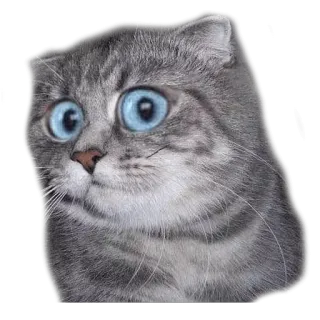 👀 แมว, สัตว์, สัตว์เลี้ยง, ดวงตา, สติกเกอร์, สัตว์เลี้ยงลูกด้วยนม, แมว telegram sticker