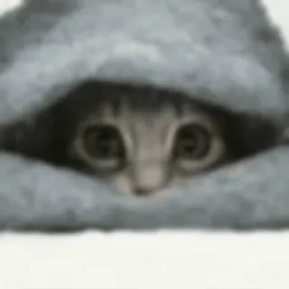 😆 cat, animal, cute, eyes, hoodie, gray whatsapp sticker