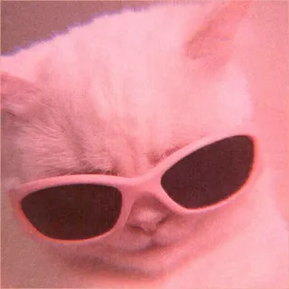 🍓 gato, gafas de sol, guay, animal, mascota, estilo telegram sticker