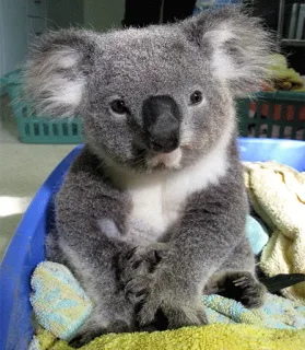 🐨 koala, cute, animal, wildlife, australia, mammal telegram sticker