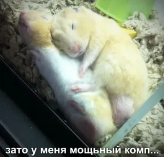 😏 зато у меня мощный комп... hámsters, lindo, animales, durmiendo whatsapp sticker