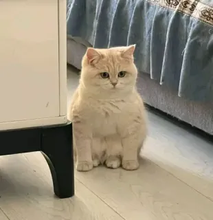 😕 gatto, gattino, carino, domestico, animale, animale domestico telegram sticker
