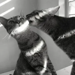 🖇 cats, animals, domestic cats, kissing, affectionate, friendship, cute telegram sticker