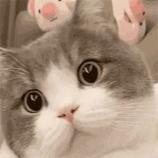 🐱 cat, animal, pet, cute, kitten, funny, adorable, domestic cat whatsapp sticker