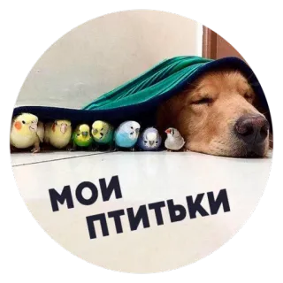 🐶 Пёськи тьмок @lennysticker telegram stickers