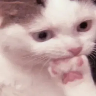 🥺 кот, животное, милый, котенок, питомец, смешной telegram sticker