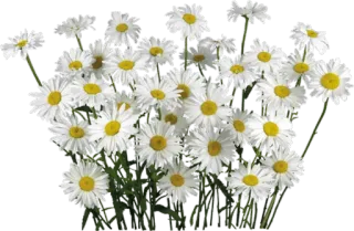 🌸 Gänseblümchen, Blumen, Weiße Blumen, Strauß whatsapp sticker